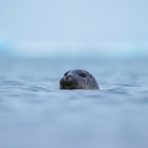 Jökulsárlón Glacier Lagoon